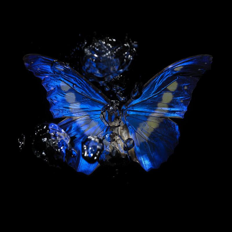 underwater butterfly high frame rate slow motion film exploring threads of memento mori vanitas photography